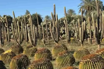 Thiemann Cactus Garden Marrakech with tall giant cacti and desert plants under clear blue sky. Marrakech Hidden Gems Tour