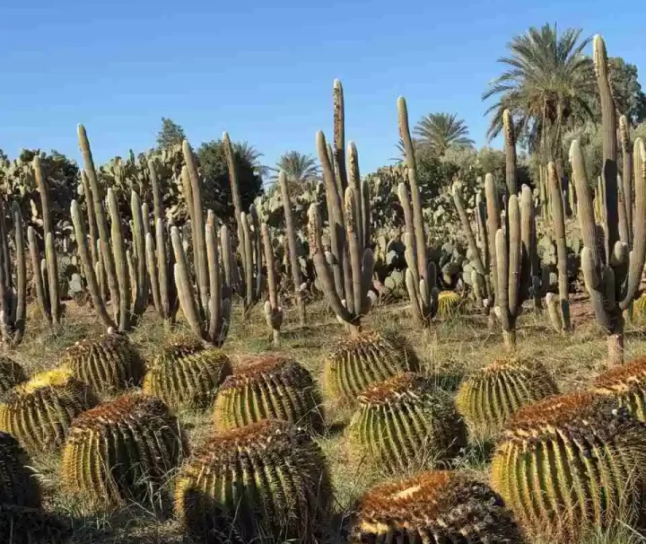 Thiemann Cactus Garden Marrakech with tall giant cacti and desert plants under clear blue sky. Marrakech Hidden Gems Tour
