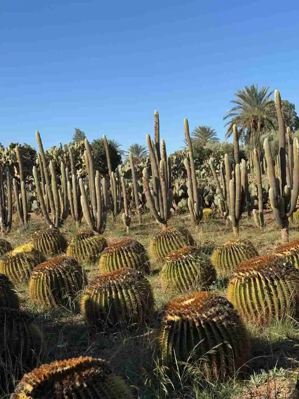 Thiemann Cactus Garden Marrakech with tall giant cacti and desert plants under clear blue sky. Marrakech Hidden Gems Tour