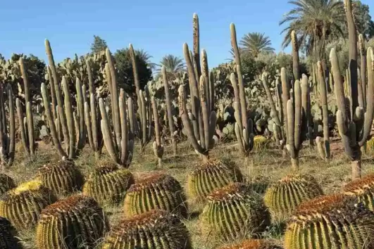 Thiemann Cactus Garden Marrakech with tall giant cacti and desert plants under clear blue sky. Marrakech Hidden Gems Tour
