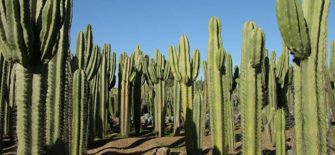 Image of giant cacti at Thiemann Cactus Garden in Marrakech, creating a striking landscape against a backdrop of blue sky and desert terrain.