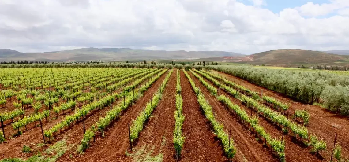Rows of grapevines at Val d’Argan Winery near Essaouira, stretching across fertile farmland with hills in the background.